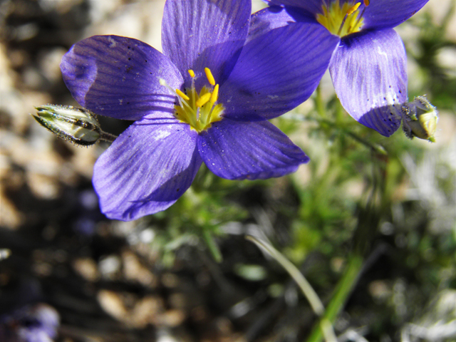 Giliastrum rigidulum (Bluebowls) #81012