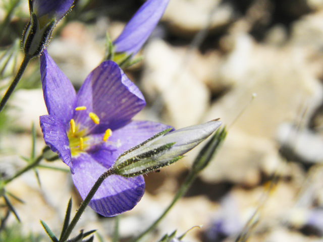 Giliastrum rigidulum (Bluebowls) #81013