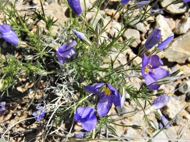 Giliastrum rigidulum (Bluebowls) #81014