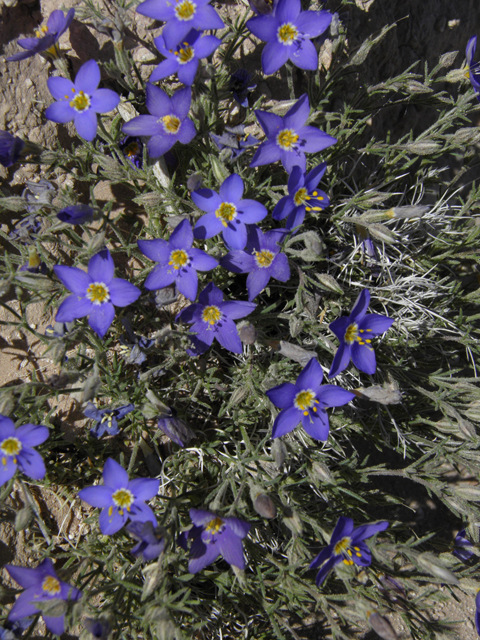 Giliastrum acerosum (Bluebowls) #81034