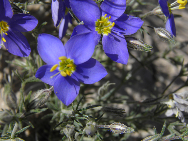 Giliastrum acerosum (Bluebowls) #81035