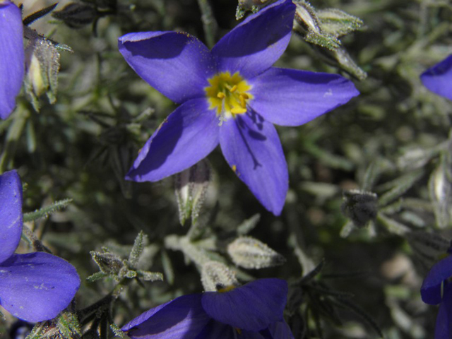 Giliastrum acerosum (Bluebowls) #81036