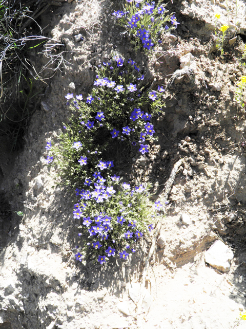 Giliastrum acerosum (Bluebowls) #81039