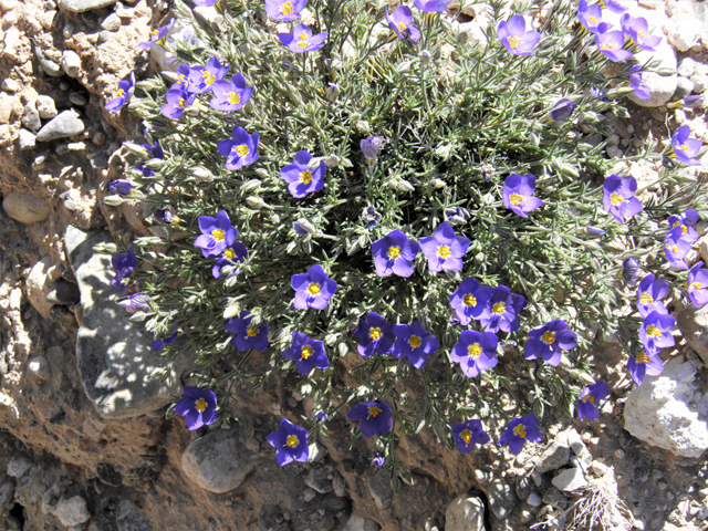 Giliastrum acerosum (Bluebowls) #81041