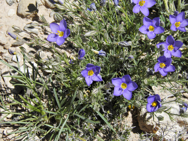 Giliastrum acerosum (Bluebowls) #81045