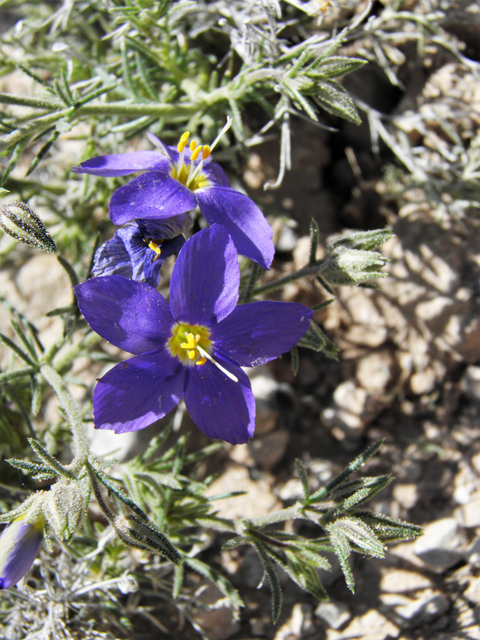 Giliastrum acerosum (Bluebowls) #81049