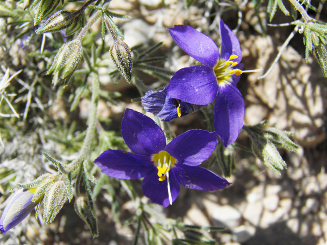 Giliastrum acerosum (Bluebowls) #81050