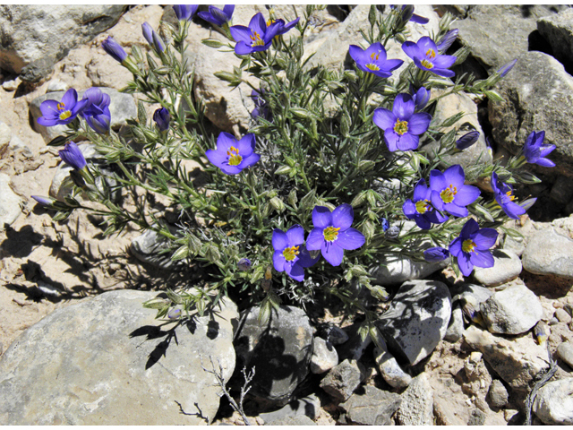 Giliastrum acerosum (Bluebowls) #81053