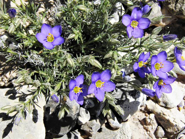 Giliastrum acerosum (Bluebowls) #81055