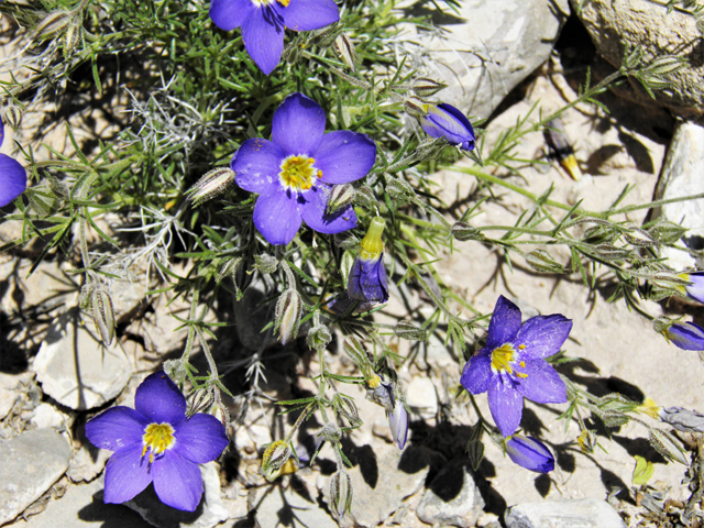 Giliastrum acerosum (Bluebowls) #81056