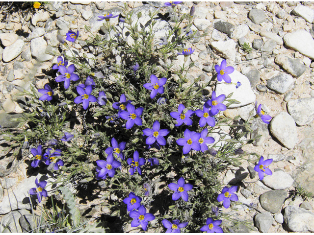 Giliastrum acerosum (Bluebowls) #81063