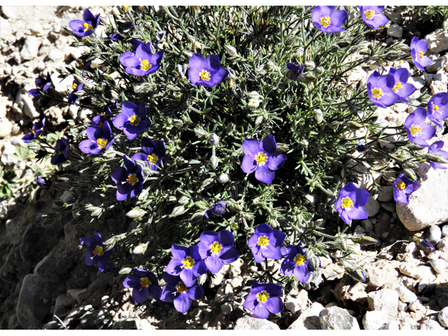 Giliastrum acerosum (Bluebowls) #81065