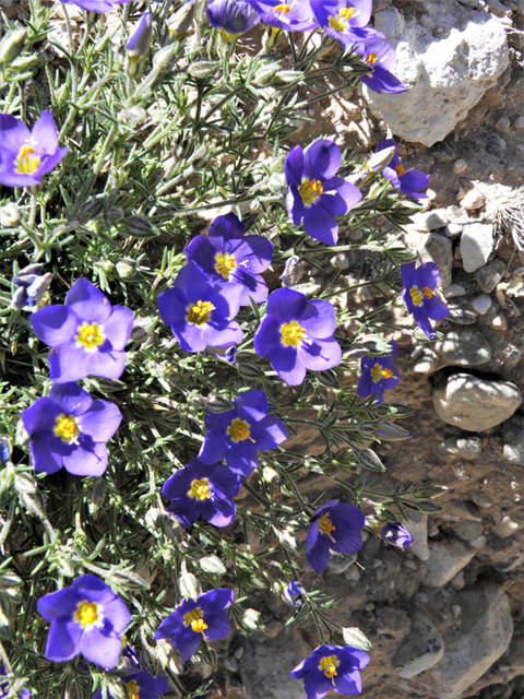 Giliastrum acerosum (Bluebowls) #81066