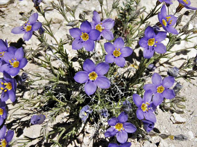 Giliastrum acerosum (Bluebowls) #81069