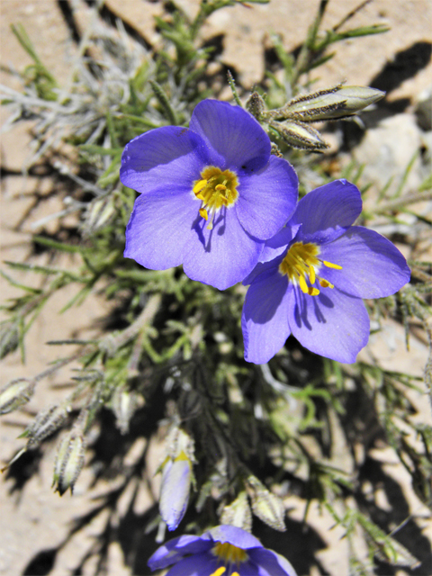 Giliastrum acerosum (Bluebowls) #81070