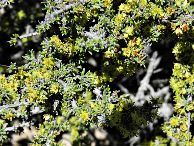 Condalia ericoides (Javelina bush) #81111