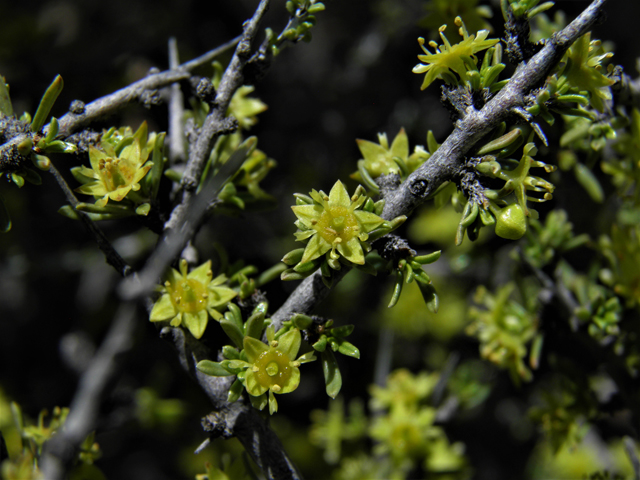 Condalia ericoides (Javelina bush) #81112