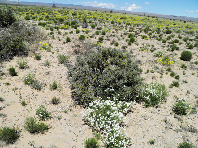 Condalia ericoides (Javelina bush) #81116