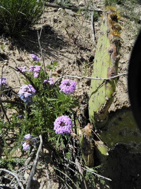 Glandularia bipinnatifida var. ciliata (Davis mountains mock vervain) #81128