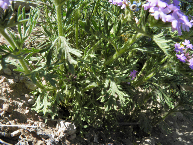 Glandularia bipinnatifida var. ciliata (Davis mountains mock vervain) #81130