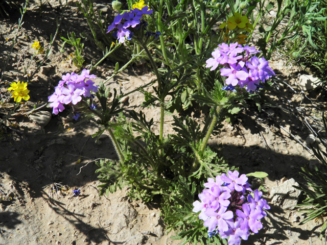 Glandularia bipinnatifida var. ciliata (Davis mountains mock vervain) #81132