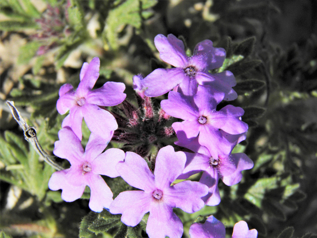 Glandularia bipinnatifida var. ciliata (Davis mountains mock vervain) #81134