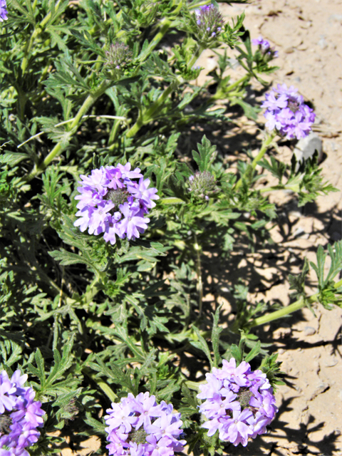 Glandularia bipinnatifida var. ciliata (Davis mountains mock vervain) #81137