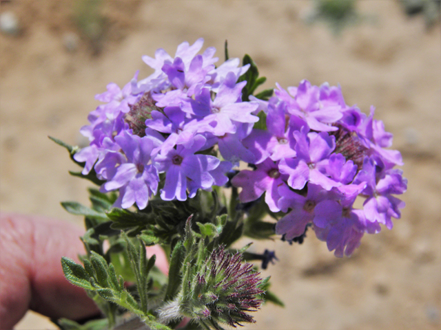 Glandularia bipinnatifida var. ciliata (Davis mountains mock vervain) #81138