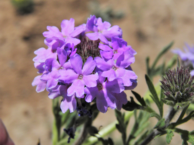 Glandularia bipinnatifida var. ciliata (Davis mountains mock vervain) #81140