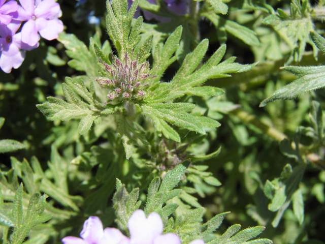 Glandularia bipinnatifida var. ciliata (Davis mountains mock vervain) #81148