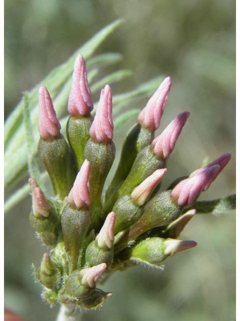 Amsonia tomentosa var. stenophylla (Woolly bluestar) #81152