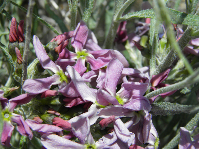 Amsonia tomentosa var. stenophylla (Woolly bluestar) #81156