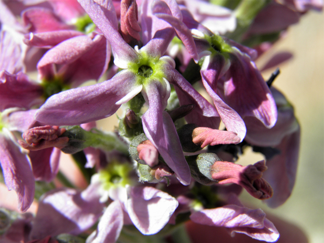 Amsonia tomentosa var. stenophylla (Woolly bluestar) #81157