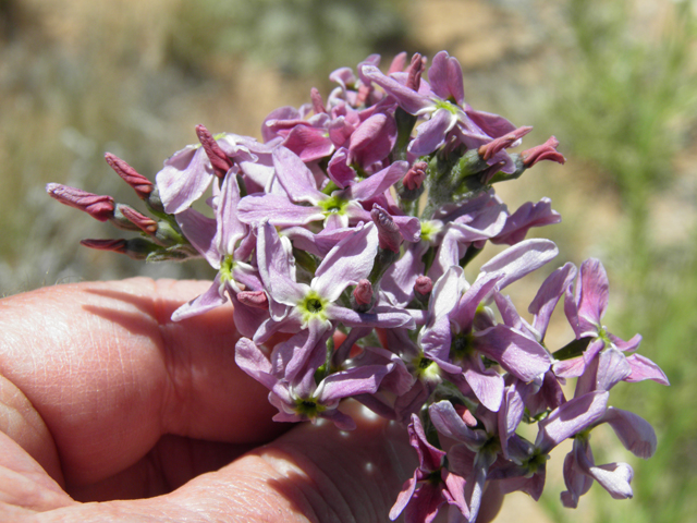 Amsonia tomentosa var. stenophylla (Woolly bluestar) #81162