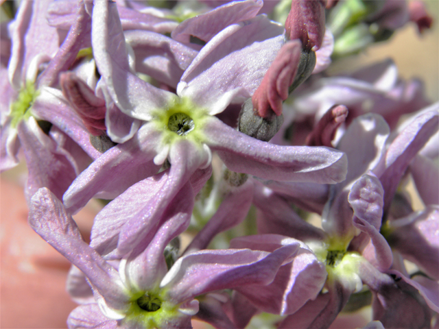 Amsonia tomentosa var. stenophylla (Woolly bluestar) #81163