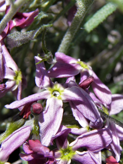 Amsonia tomentosa var. stenophylla (Woolly bluestar) #81165