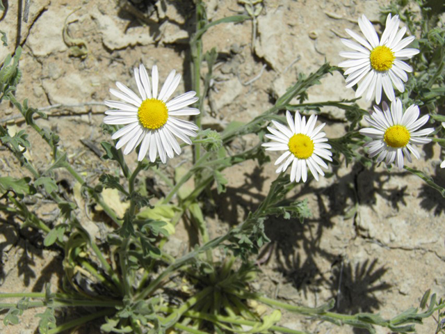 Aphanostephus ramosissimus (Plains dozedaisy) #81168