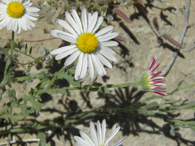 Aphanostephus ramosissimus (Plains dozedaisy) #81169