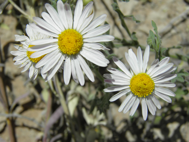 Aphanostephus ramosissimus (Plains dozedaisy) #81170