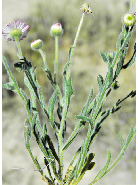 Aphanostephus ramosissimus (Plains dozedaisy) #81172