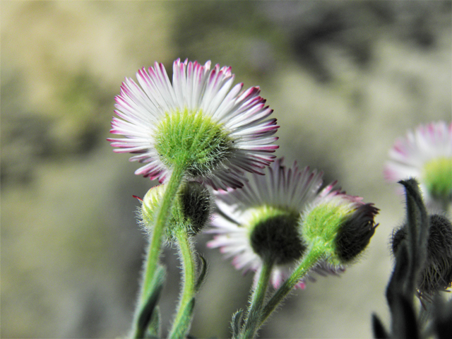 Aphanostephus ramosissimus (Plains dozedaisy) #81173