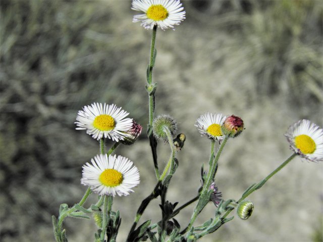 Aphanostephus ramosissimus (Plains dozedaisy) #81174