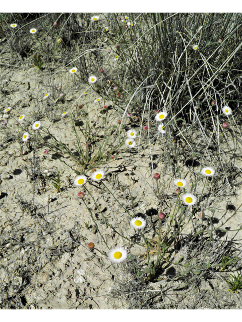 Aphanostephus ramosissimus (Plains dozedaisy) #81176