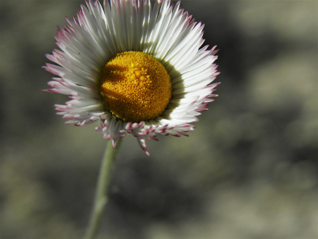 Aphanostephus ramosissimus (Plains dozedaisy) #81180