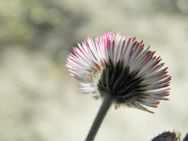 Aphanostephus ramosissimus (Plains dozedaisy) #81181