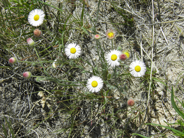 Aphanostephus ramosissimus (Plains dozedaisy) #81183