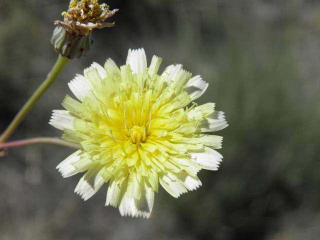 Malacothrix fendleri (Fendler's desertdandelion) #81247