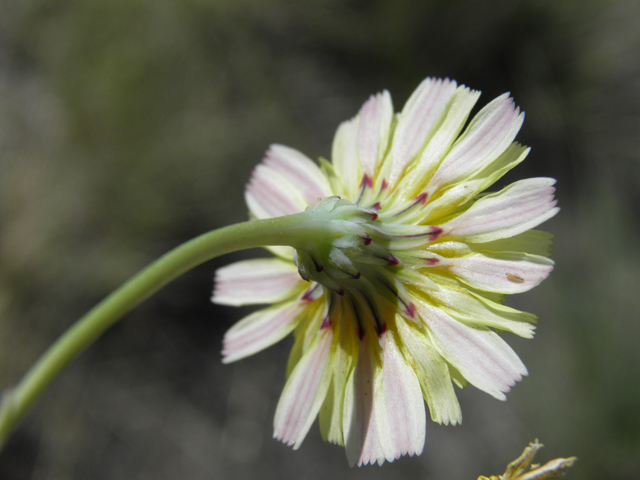 Malacothrix fendleri (Fendler's desertdandelion) #81248