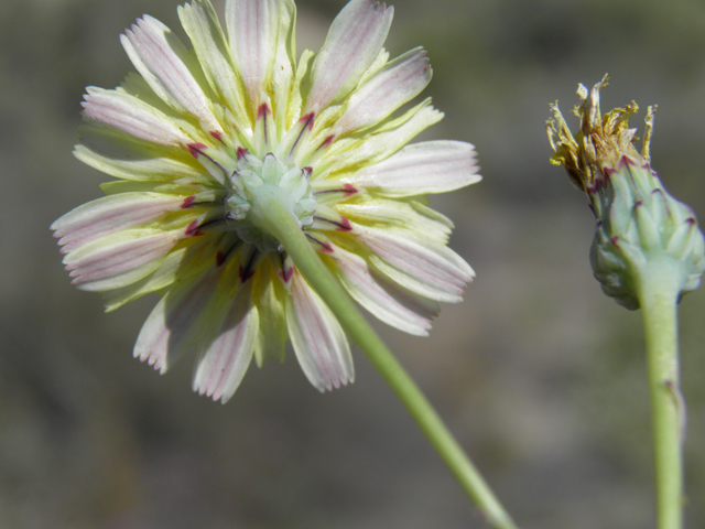 Malacothrix fendleri (Fendler's desertdandelion) #81249