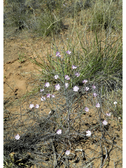 Stephanomeria exigua (Small wirelettuce) #81266